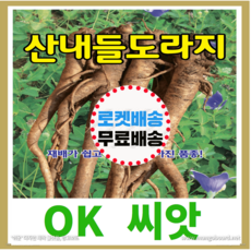 [OK씨앗] [산내들도라지] 도라지씨앗 종자(오케이씨앗), 1개