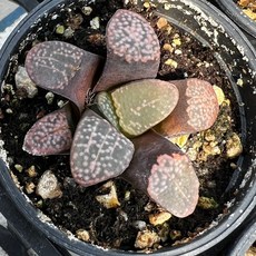 식스디