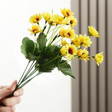 해바라기화병