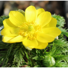 복수초 [3포트] (복남이네야생화 모종 옐로우 노란복수초 얼음새꽃 수복초), 1개