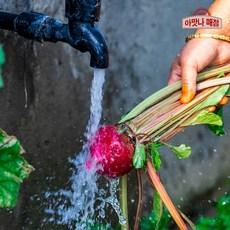 [아맛나] 해남 노지에서 생산한 레드 비트, 1개, 2kg