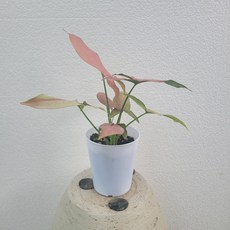 싱고니움핑크스팟