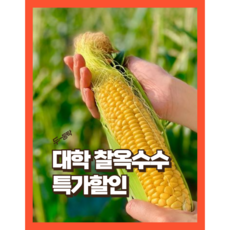[사전특가] 쫀득 찰진 냉동 옥수수 괴산 대학 옥수수 국산, 20개