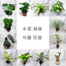 습도조절 클린에어 수경재배식물 수생식물 수중식물 천연가습, 2.개운죽 1p(수경재배용)