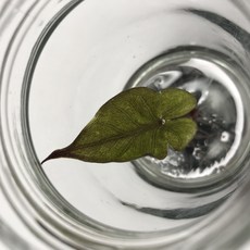 [몰리]C0509-01 알로카시아 유가탄 바리에가타 뿌리 좋은 조직배양 유묘 동일상품