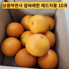 직수입 레드 자몽 10과 초신선 자몽 고당도 루비 레드 자몽 메로골드 청자몽 자몽청 포멜라