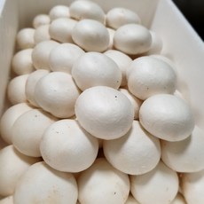 완주양송이 1Kg 2kg, 1팩