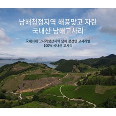 고사리손도장
