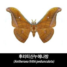 후리티산누에나방표본-Antheraea frithi pedunculata, 1개