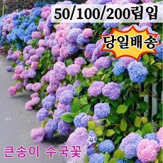 [당일배송] (50/100/200립입) 만수국 씨앗 꽃씨 꽃씨앗 세계종묘 야생화 묘목 봄꽃 여름꽃 화분 다년생 실내 화초 키우기