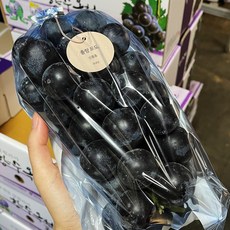 거봉4키로