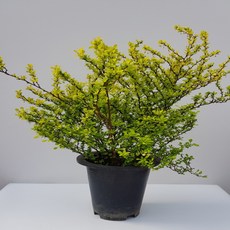 6f8dc93788f2cd498c8be71648f7d55137d97cade9e6b5f508a58d06e41d.jpg