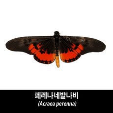 페레나네발나비표본-Acraea perenna, 1개