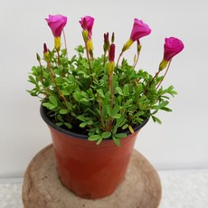 목사랑초(진핑크)