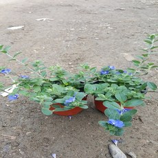 //상품명