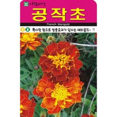 공작초