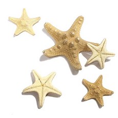 (주)아트인 불가사리(소/중/대), 소, 1개
