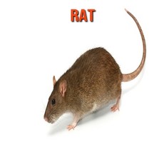 Rat: Fun Facts & Cool Pictures Paperback, Independently Published, English, 9798563446588