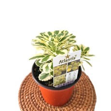 아틀란티스세덤