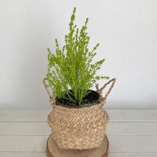 추천4율마키우는법