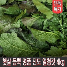 햇살 듬뿍 진도 얼청갓 4kg 당일수확 농가직송, 1박스