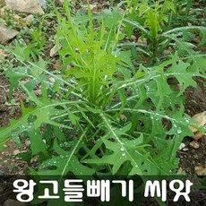 [해피플라워] 왕고들빼기 쇠똥나물 씨앗 1g(약 800립) / 봄 여름 가을 파종 웰빙 쌈채소 종자, 1개