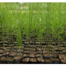 아스파라거스종근