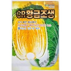 황금배추 씨앗 24년생산 내병계 CR황금조생 김장 가을 알배추 쌈배추 씨종자 300립, 1개