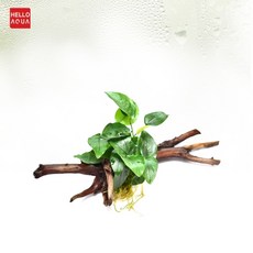 아누비아스나나