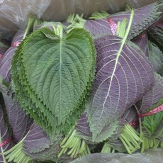 밀양깻잎 깻잎 단깻잎 50단, 지방 깻잎(상), 1박스(50단), 1개