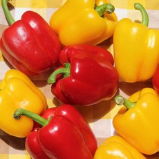 [전남생협] 국내산 파프리카 혼합색상 1kg(가정용), 1개