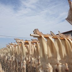 국내산 구룡포 반건조 오징어 원양산구룡포 반건조 오징어