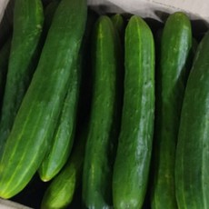 취청오이 특품 백다다기 가시오이, 50개, 10kg