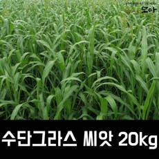 수단그라스 씨앗 (만생종) 20kg 녹비씨앗 목초용씨앗(1000평) 농사모아