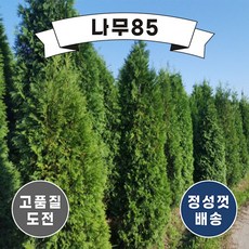 미측백
