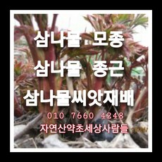 삼나물종근 60주 삼나물모종 삼나물씨앗재배