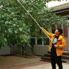 감나무장대