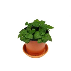 레몬타임허브화분