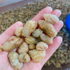 청정 창원 진동 생물 오만둥이, 1개, 1kg