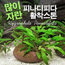 피나디피다 TOP01
