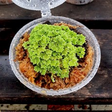 테라리움식물 만강홍 컵(8x3.5cm)/비바리움 팔루다리움, 1개