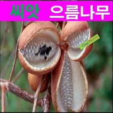 으름나무