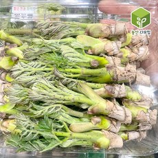 국내산 봄나물 자연산 산두릅 참두릅 1kg