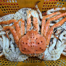 러시아 킹크랩 선어자숙 수율80%내외, 1개, 4.0~4.2kg