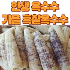 햇찰옥수수