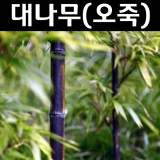 대나무(오죽) 묘목 H2.0m 분묘1개/조경수 경계수, 1개