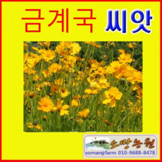 겹삼잎국화종근
