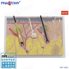 피부 조직 모형 Pnatomy 인체 피부 조직 확대 모델 피부 단면 해부 미용 피