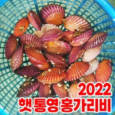 비단조개