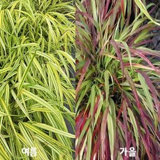 풍지초